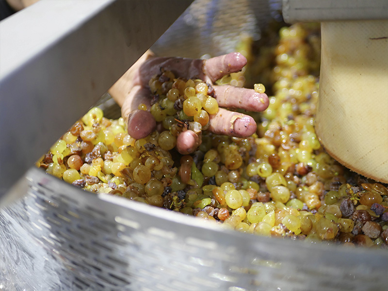 ¿Qué es la maceración carbónica? Bodegas Milvus