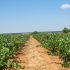 Las 10 curiosidades de la variedad “Tempranillo”