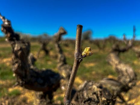 Descubriendo el proceso de brotación de la vid en Bodegas Milvus, DO Ribera del Duero