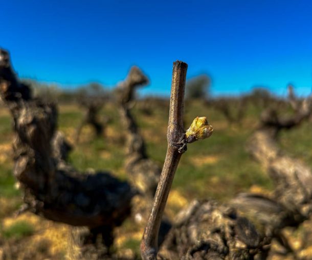 Descubriendo el proceso de brotación de la vid en Bodegas Milvus, DO Ribera del Duero
