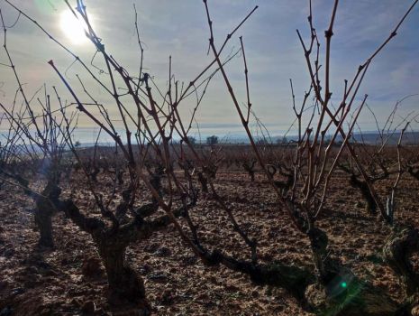 Cuidados del viñedo en invierno