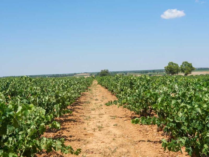 Las 10 curiosidades de la variedad “Tempranillo”