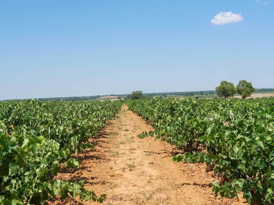 Las 10 curiosidades de la variedad “Tempranillo”