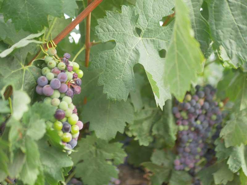 Muestreo de uva: preparándonos para la vendimia